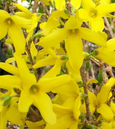Forsythia Lynwood Gold